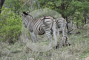 Baby Plains Zebra lying in the high grass