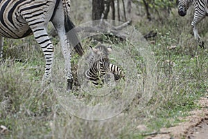 Baby Plains Zebra lying in the high grass