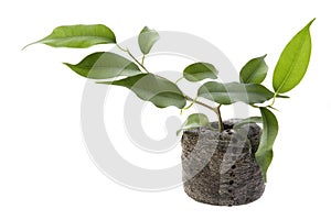 Baby plant. ficus