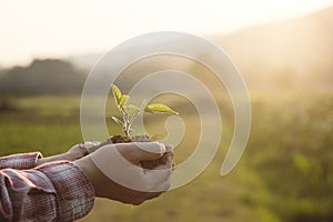 Baby plant on hand with agriculture Field background.