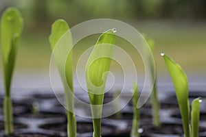 Baby plant with water drop in the cultivate tray