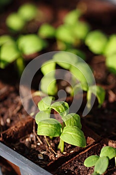 Baby plants