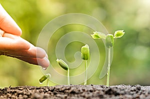 Baby plants seedling