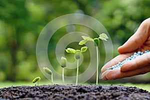 Baby plants seedling