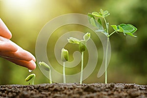 Baby plants seedling