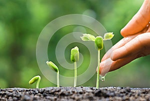 Un nino plantas plántulas 