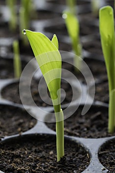 Baby plants with water drop in the cultivate tray