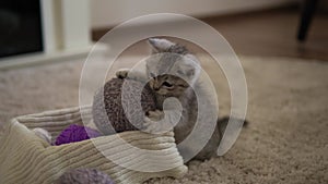 baby playing with cat. tomcat on carpet near burning fireplace at home comfort. striped kitten play with ball of thread