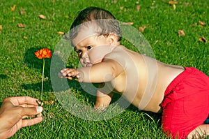 Baby playing with a flower