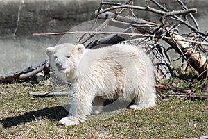 Baby Polar bear