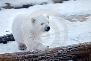 Baby polar bear