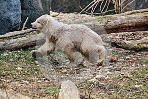 Baby polar bear roaming around in a habitat in a zoo