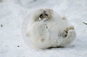 Baby Polar Bear from the Toronto Zoo