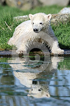 baby Polar Bear (Ursus maritimus)