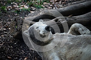 baby polar bear at the zoologic park