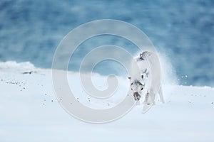 Baby of polar reindeer on ice