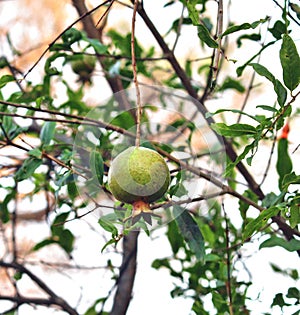 Baby Pomegranate Fruits on the tree