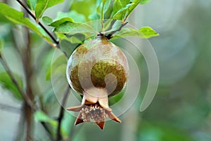 Baby Pomegranate Fruits on the tree