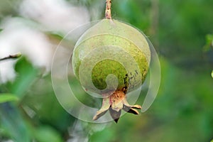 Baby Pomegranate Fruits on the tree