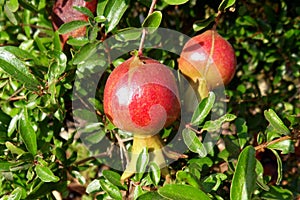 Baby Pomegranates