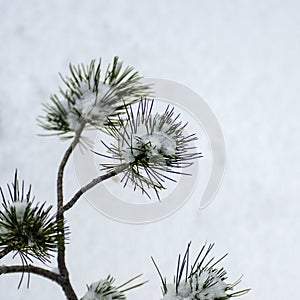 Baby Ponderosa pine tree weathers the storm