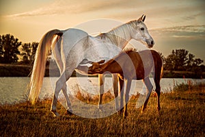 Baby pony gets milk of mother horse while doing first steps and willing to grow by nutritious food