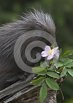 Baby Porcupine and Pink Flower photo