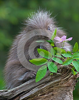 Baby porcupine photo