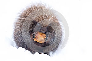 A Baby Porcupine eating an apple in the winter snow in Ottawa, Canada