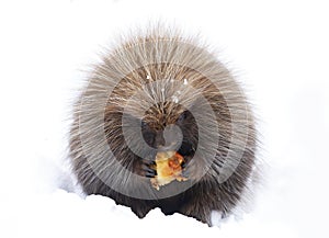 A Baby Porcupine eating an apple in the winter snow in Ottawa, Canada