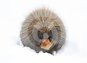 A Baby Porcupine eating an apple in the winter snow in Ottawa, Canada