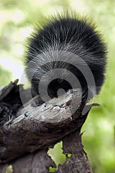 Baby Porcupine (Erethizon dorsatum) Gnaws on Branch