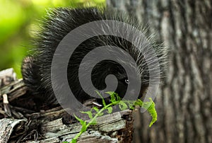 Baby Porcupine (Erethizon dorsatum) Sniffs at Fern