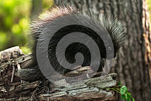 Baby Porcupine (Erethizon dorsatum) Stands on Branch