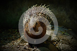 Baby Porcupine or Hystricidae stock photo