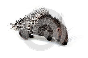 Baby porcupine isolated