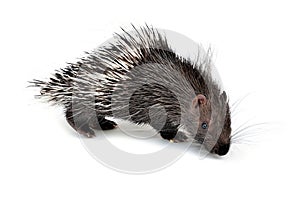 Baby porcupine isolated photo
