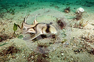 Baby Port Jackson shark