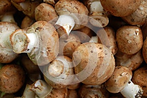 Baby Portabella Mushrooms photo