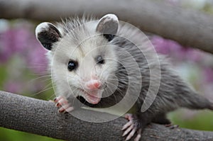 Baby Possum