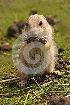 Baby prairie dog