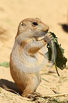 Baby prairie dog eating a leaf