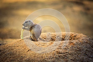 Baby prairie dog feeding at its lair