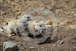 Baby Prairie Dogs