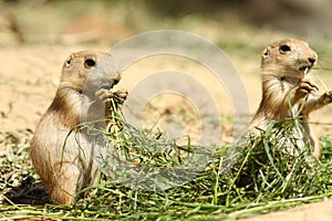 Baby prairie dogs standing and eating