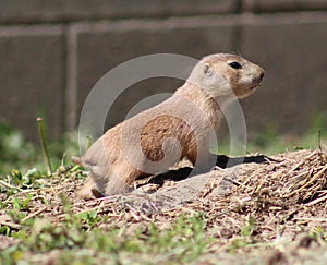 Baby prairiedog