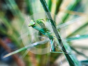 Baby Praying Mantis