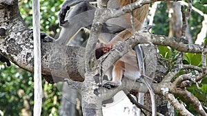 Baby Proboscis monkey Nasalis larvatus playing in a tree in Labuk Bay, Sabah, Borneo, Malaysia