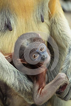 Baby Proboscis monkeys