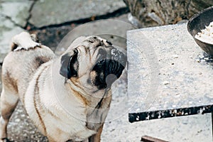 Baby pug. Dog pug. Close up face of a very Cute pug